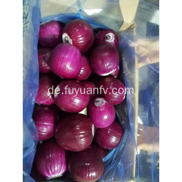 Frische Zwiebel aus Shandong